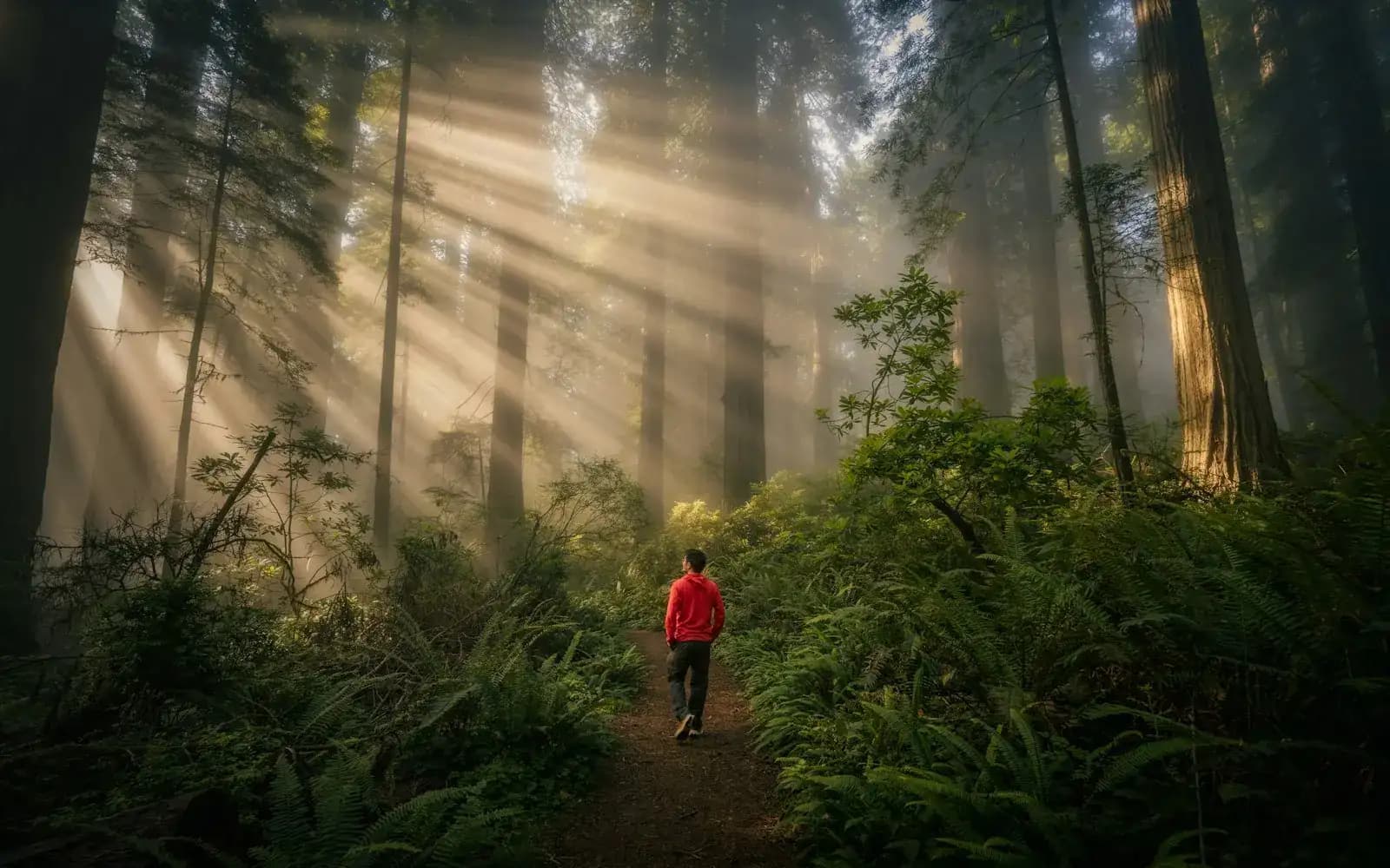 A person walking along a misty forest trail lit by early sunbeams